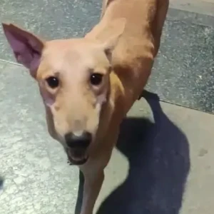 A Brown Indie Dog Missing from ED block