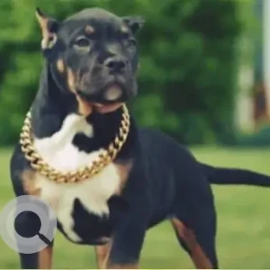 A Black and Brown Rottweiler Dog Missing from Porvorim, Artpark-2