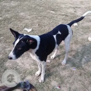 A Black and White Indie Dog Found from Central Park, Gautam Nagar-2