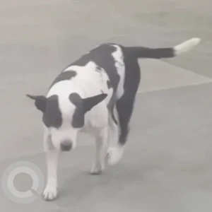 A Black and White Indie Dog Missing from Arun Jaitley park