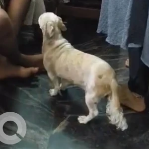 A White-Brown Mix Shih Tzu Dog Missing from Banashankari, Bengaluru-2