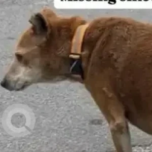 A Brown Indie Dog Missing from Road no10, EPIP Area, near Sathya Sai hospital-2