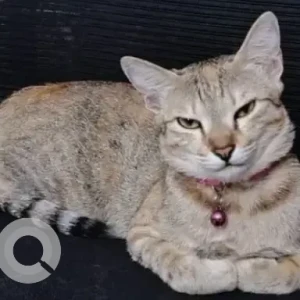 A Grey-White Mix Indie Cat Missing from Bengaluru