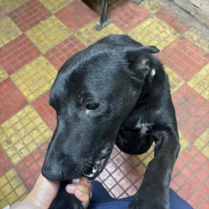 A Black Indie Dog Missing from Aarey Colony