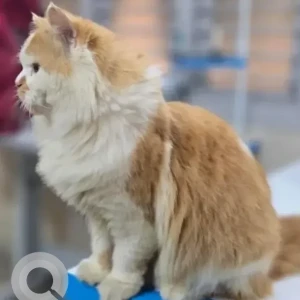 A White-Brown Mix Persian Cat Missing from Peter England, Sahakar Nagar-2