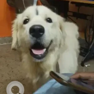 A Light Brown Golden Retriever Dog Found from Banashankari 2nd Stage