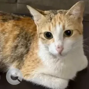 A White-Brown Mix Tabby Cat Missing from SBM Layout, PFA