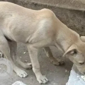 A White Indie Dog Missing from Rani bagh-2