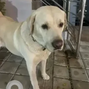 A White Labrador Dog Found from RHCS layout Nagarbhavi