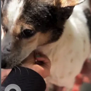 A Black and White Indie Dog Missing from Domlur/Indirangar-3