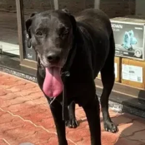 A Black Indie Dog Found from Naresh Plywood Green hill