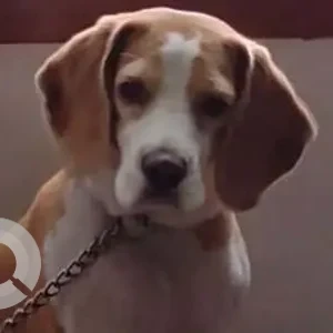 A White-Brown Mix Beagle Dog Missing from Chennai