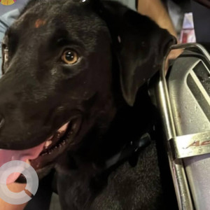 A Black Labrador Dog Missing from Mahal, Nagpur