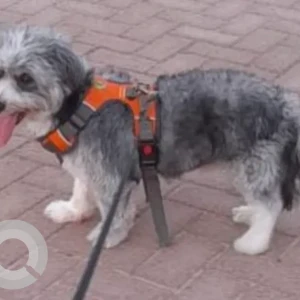 A White and Grey Shih Tzu Mix Dog Missing from Near Abraj Al Mamzar Building, Al Mamzar-4