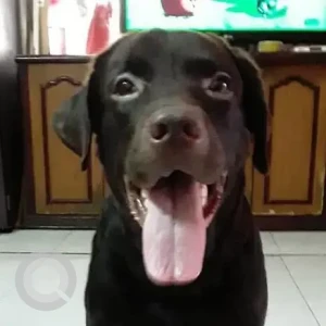 A Black Labrador Dog Missing from Samta vihar, mukundpur