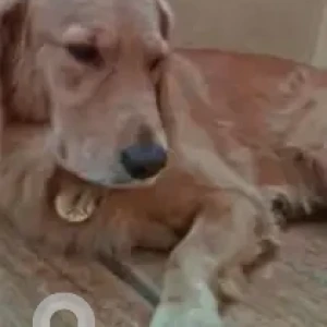 A Golden Golden Retriever Dog Missing from Binnipete, Bengaluru