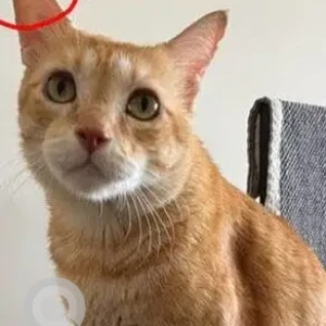 A Orange Ginger Cat Missing from Santacruz East