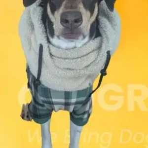 A Black and Brown Hound Mix Dog Missing from Ellsworth Ave