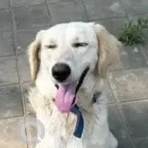 A White Labrador mix Dog Found from Ulsoor, Bengaluru