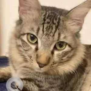 A Black and Brown Indie Cat Missing from RT Nagar, Bengaluru