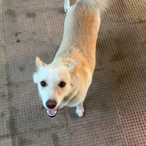 A White-Brown Mix Indie Dog Found from Mehrauli Archaeological Park-2