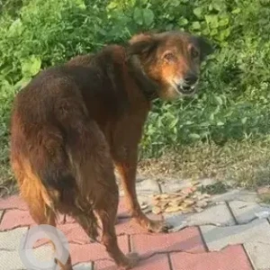 A Black and Brown Indie Dog Found from BSK 6th stage, RV architecture college