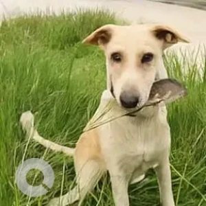 A White Indie Dog Missing from Bharatiya City, Bengaluru