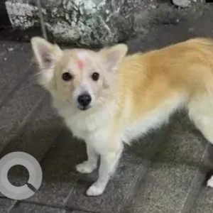 A White-Brown Mix Pomeranian Dog Missing from Sri Vamsi Showroom, Dabagardens