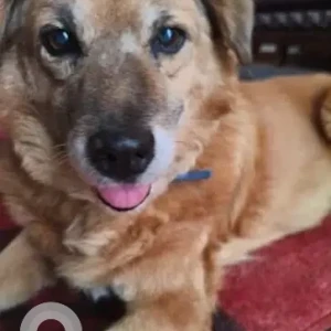 A Brown Indie Dog Missing from Kumaripati, Manbhawan