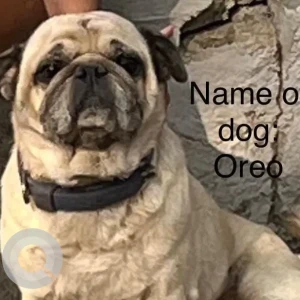 A White Pug Dog Missing from Sector 13, Chikhli PCMC