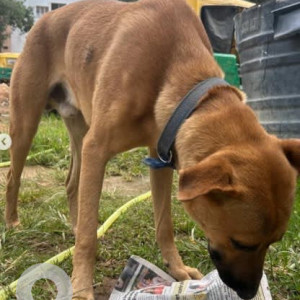 A Brown Indie Dog Found from Murphy Town, Bengaluru-4