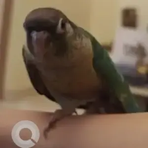 A Green Conure Bird Missing from Kalyan nagar-2