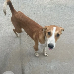 A White-Brown Mix Indie Dog Missing from Sanik vihar, Pitampura
