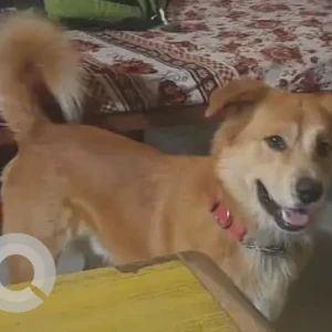 A White-Brown Mix Indie/retriever mix Dog Found from Khusibu (near Prime Global School / Aditya Transport)