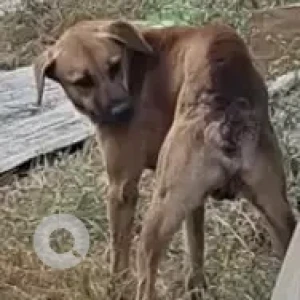 A Brown Indie Dog Missing from Basvangudi-2