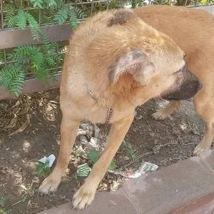 A Brown Indie Dog Found from India Gate, New Delhi-2