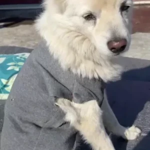 A White Pomeranian Dog Missing from Miyapatan