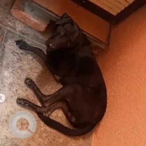 A Black and Brown Indie Dog Found from Ramaiah layout-2