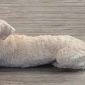 A White Terrier X Dog Missing from St George Church