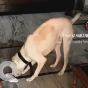 A White Indie Dog Missing from Vikaspuri, New Delhi-2