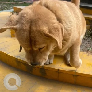 A Brown Indie Dog Found from Tribhuwan university area-2