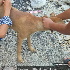 Rabies vaccination-92