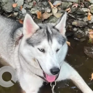 A White and Grey Husky Dog Missing from Main St & Route 41