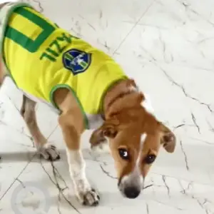 A White-Brown Mix Indie Dog Missing from Hesarghatta