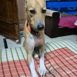 A White-Brown Mix Indie Dog Missing from Nyandahalli, near Global mall