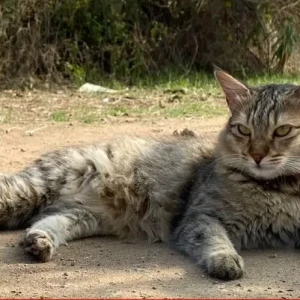 A White and Grey Indie Cat Missing from East Zone, Coimbatore