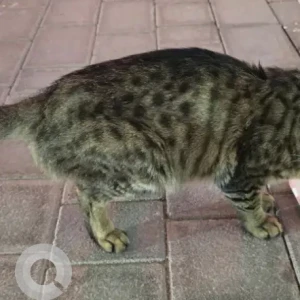 A Dusky Domestic Shorthair Cat Found from Geant hyper market Motor City-2