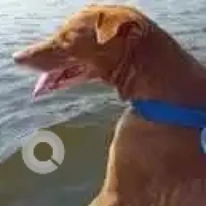 A Brown Indie Dog Missing from Malad West, Mumbai-2