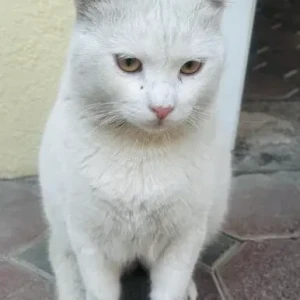 A White Domestic Shorthair Cat Found from Umm Seqeim