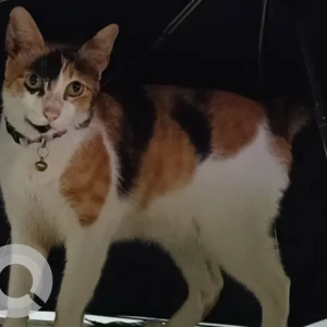 A White-Brown Mix Calico Cat Missing from Mumbai